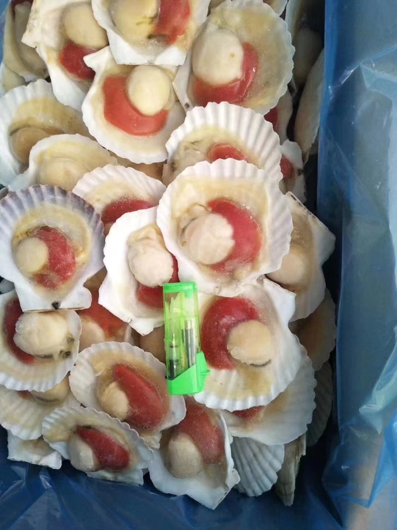 扇贝夏夷贝烧烤海鲜大咖视频看货质量保障期待您的来电