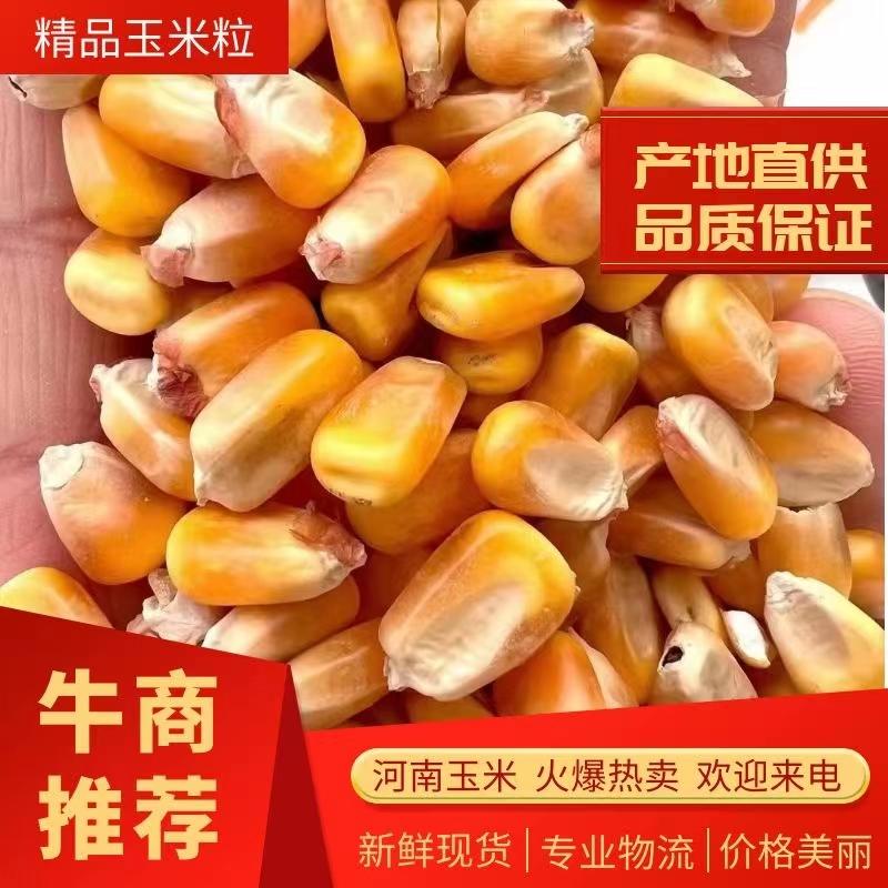 新玉米粒南阳市邓州市100万吨春玉米主产区直供可发火车