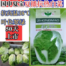 国审夏宝白菜种子抗热50天大白菜种子高产耐热白菜种子