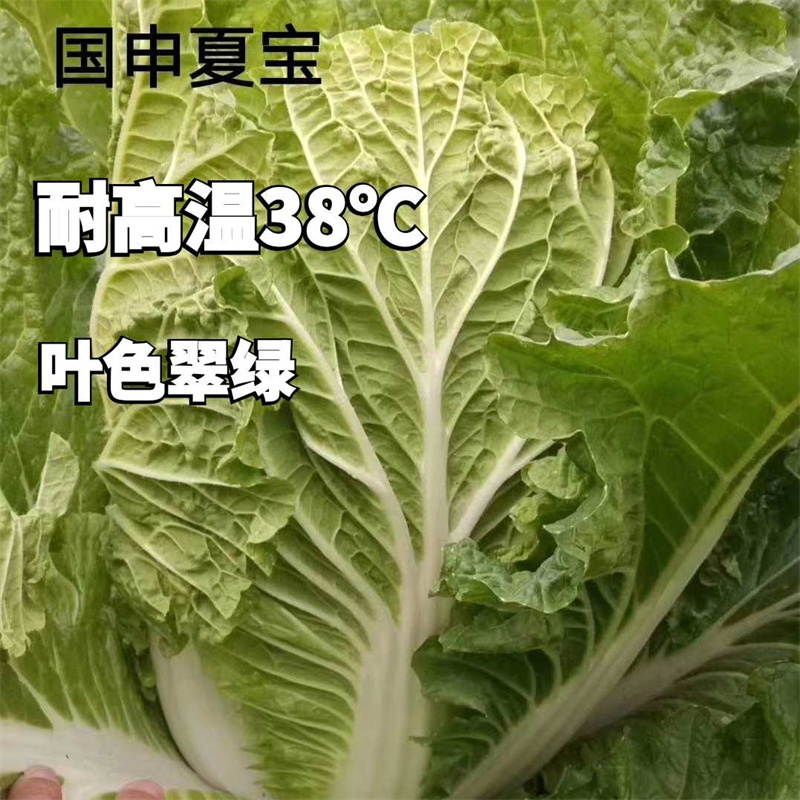 国审夏宝白菜种子抗热50天大白菜种子高产耐热白菜种子