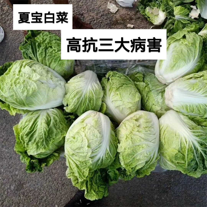 国审夏宝白菜种子抗热50天大白菜种子高产耐热白菜种子