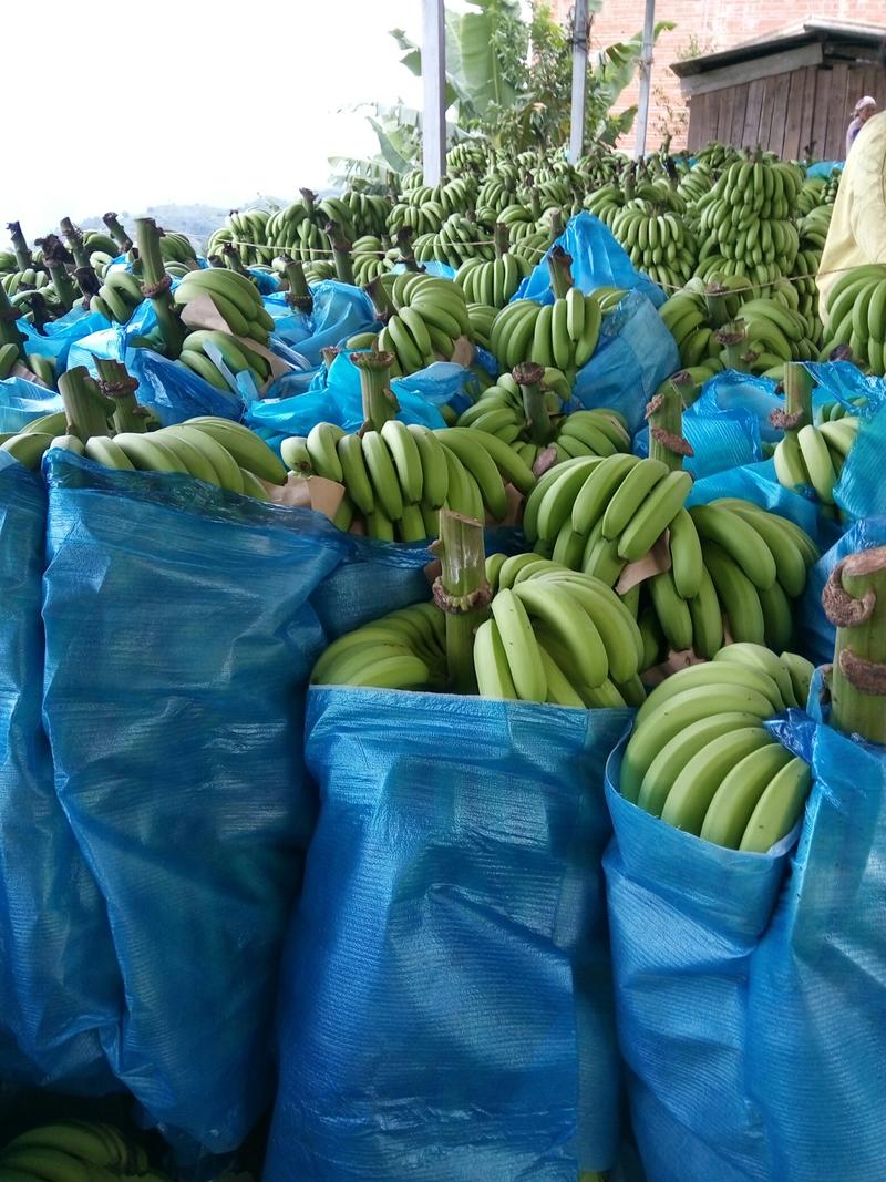 精选香蕉威廉斯香蕉产地直发品质保障货源充足价格优惠