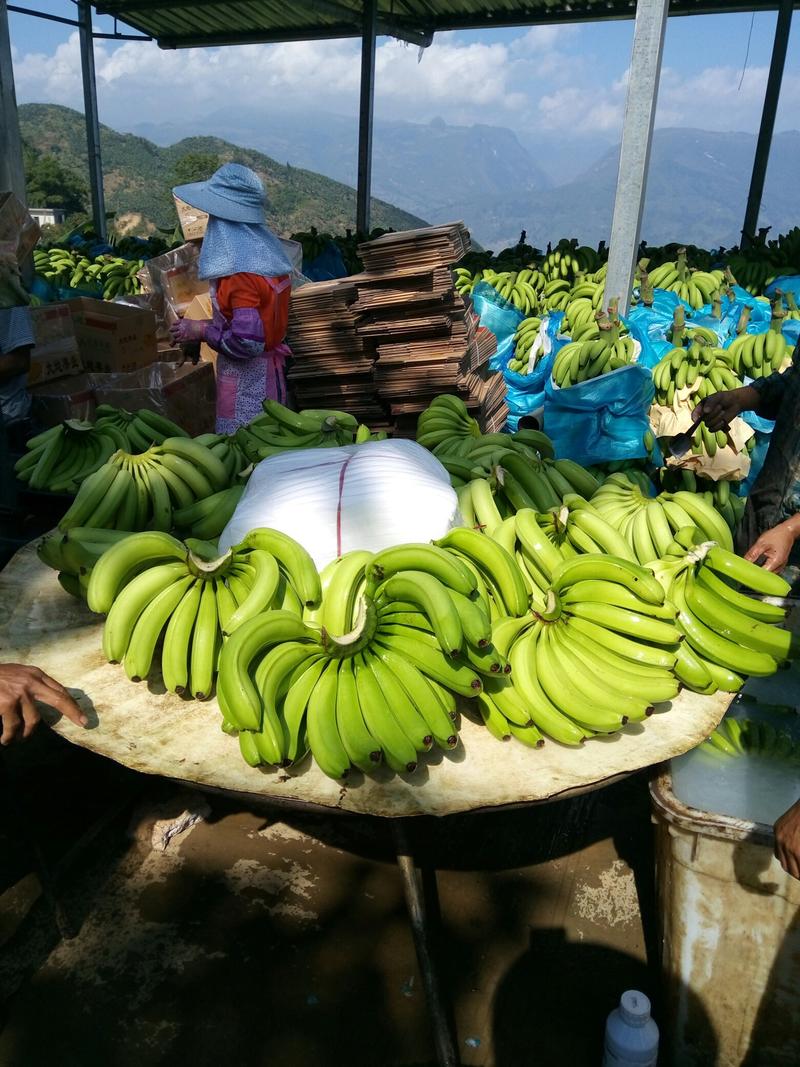 精选香蕉威廉斯香蕉产地直发品质保障货源充足价格优惠