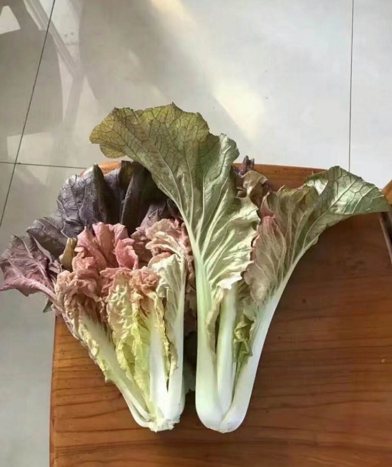 快菜种子紫色小白菜种子春季紫衣天使紫快菜种子叶片肥大厚嫩