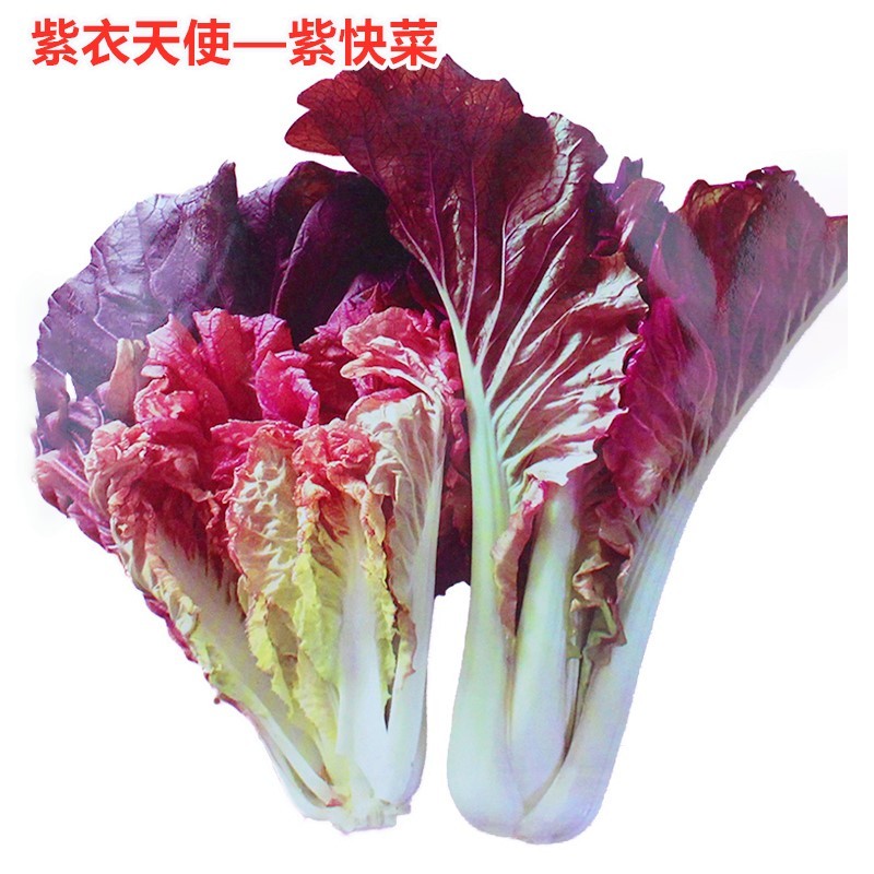 快菜种子紫色小白菜种子春季紫衣天使紫快菜种子叶片肥大厚嫩