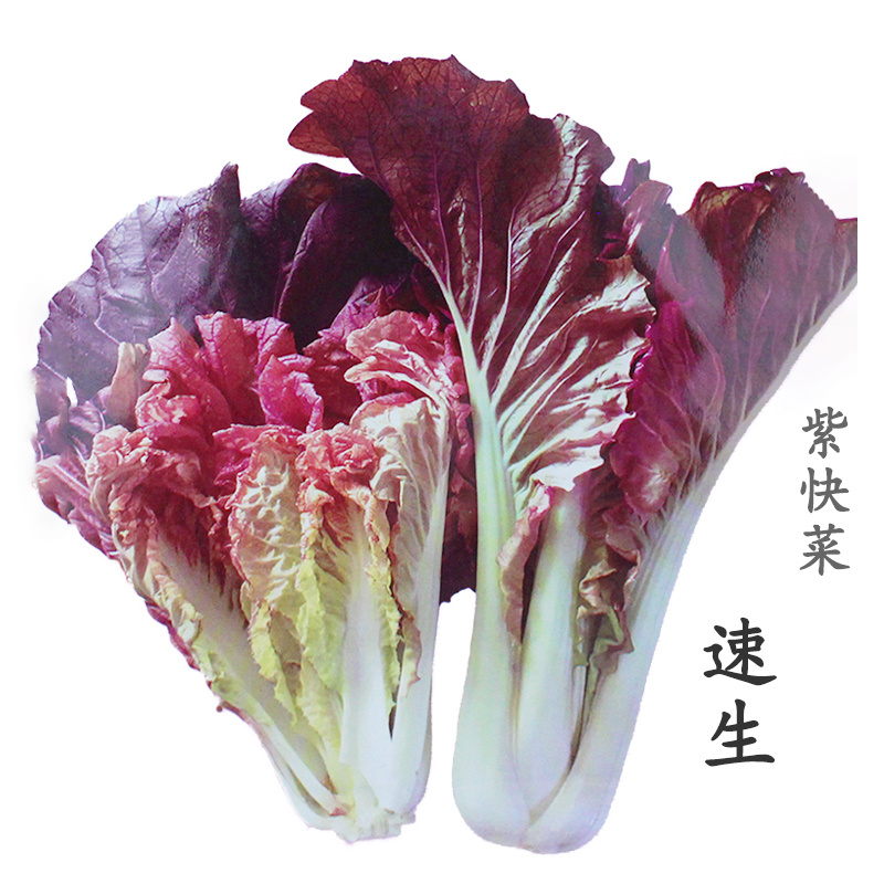 快菜种子紫色小白菜种子春季紫衣天使紫快菜种子叶片肥大厚嫩