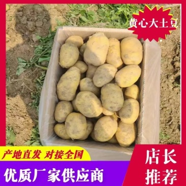 大量供应肥城二模土豆精品，欢迎致电合作