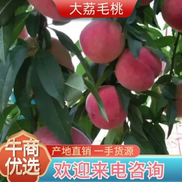 大荔毛桃产地直发量大从优欢迎选购对接全国电商平台