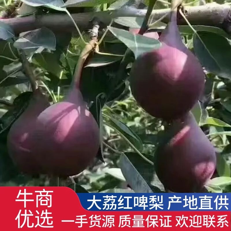 大荔红啤梨产地直发，量大从优欢迎选购对接全国电商