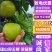 砀山青皇冠翠冠梨翠玉梨秋月口感脆甜产地直供