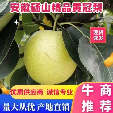 【推荐】砀山酥梨皇冠梨个头大皮薄汁全国发货产地直供
