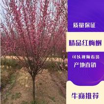 四川红梅树基地成都高杆红梅树，低分枝红梅树1到20公分。