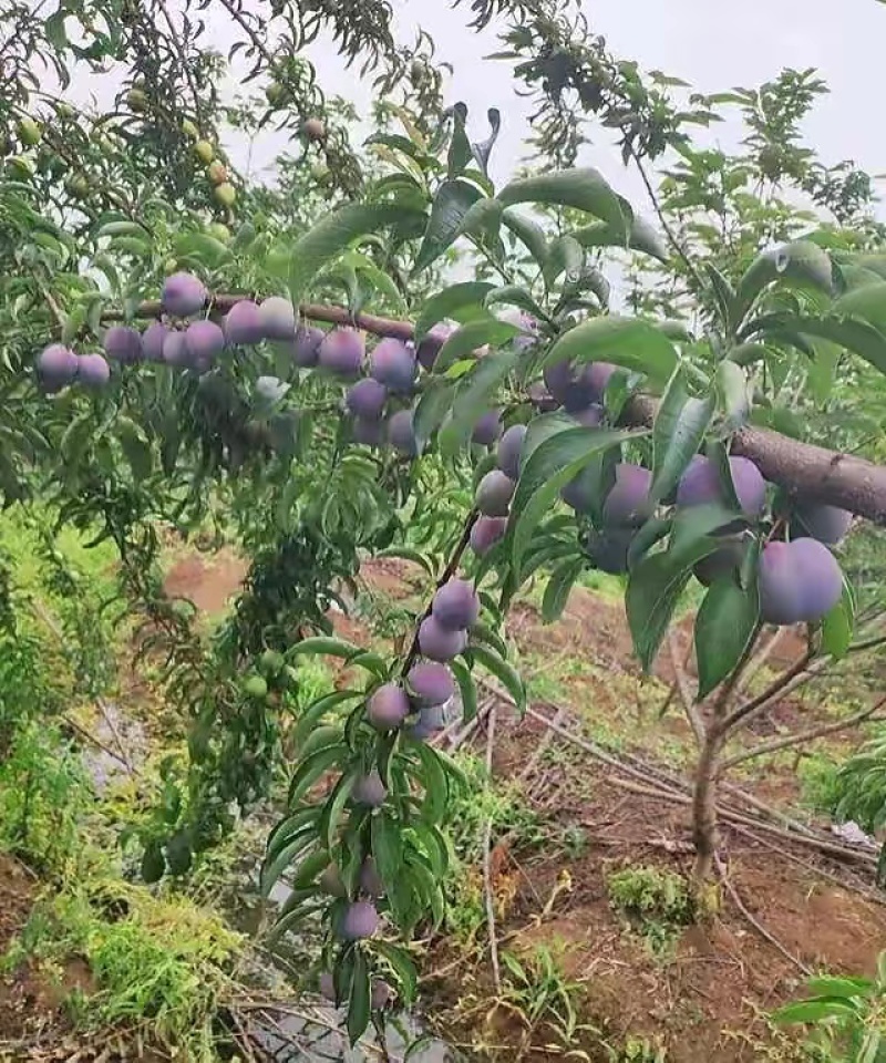 五月脆李子凤凰李大量上市高山种植口感超好