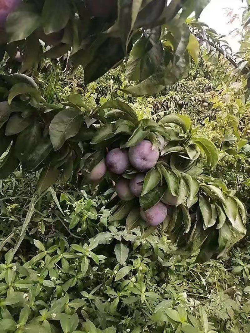 五月脆李子凤凰李大量上市高山种植口感超好