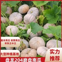 盘龙204磨盘南瓜，甜面，基地直发，可供全国发货。。