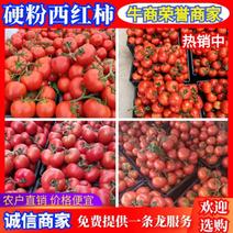《推荐》安徽西红柿精品硬粉西红柿大量上市品质保证
