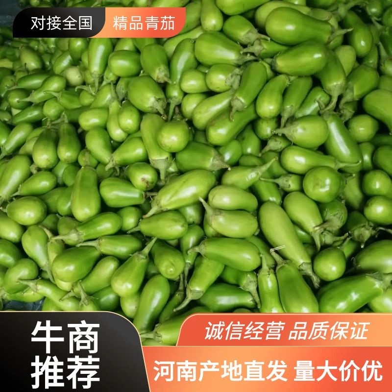 【茄子】大棚青茄已大量上市供应各大市场电商可视频看货