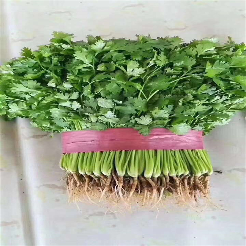 美国铁杆青香菜种子耐热耐抽苔叶片浓绿不易倒伏大叶芫荽种子