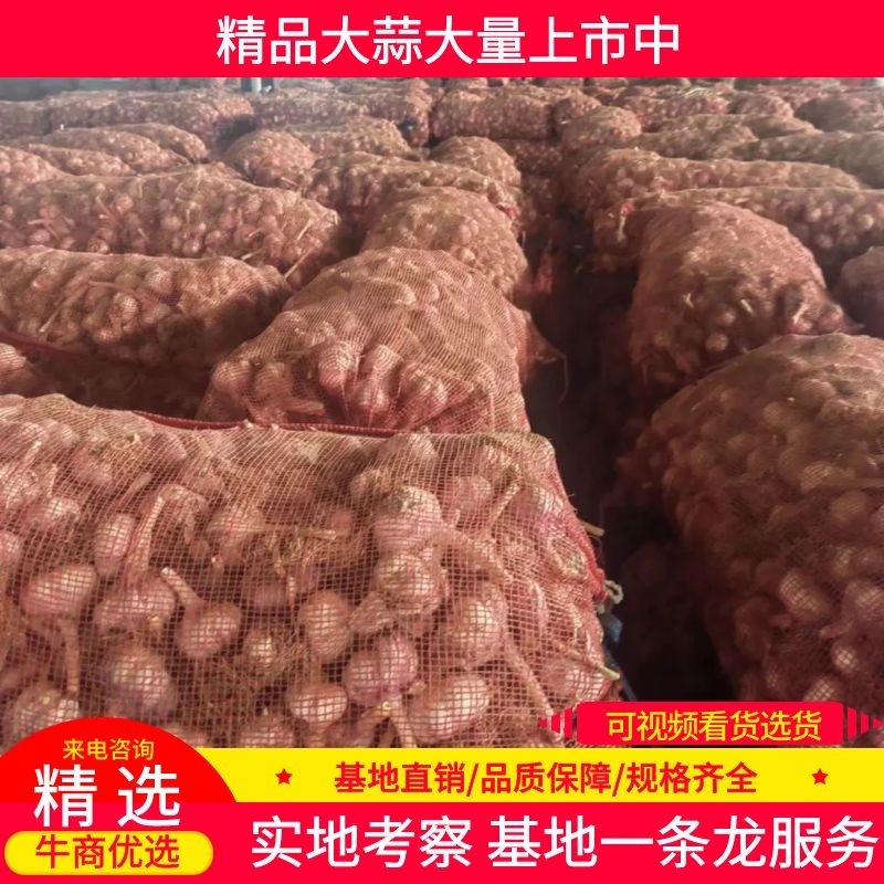 精品大蒜紫皮蒜产地现货，品质保障，量大优惠，可视频选货