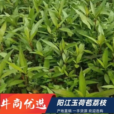 重庆永川田怡花卉翠芦莉，产地直供，欢迎选购