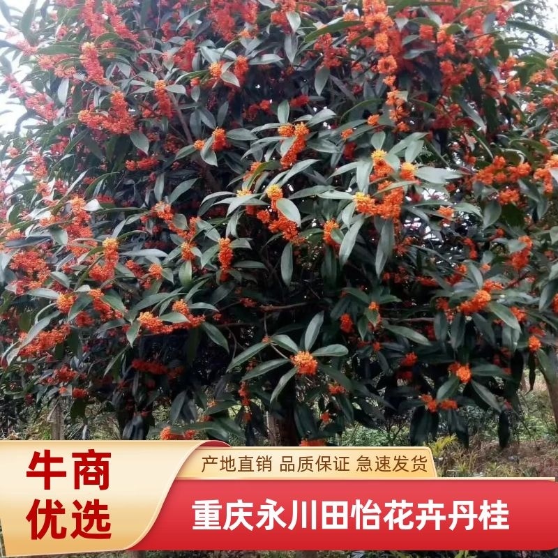重庆永川田怡花卉丹桂正在热卖
