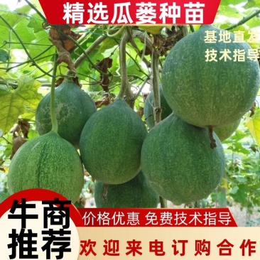 瓜蒌苗，保质保量，技术服务包回收，欢迎来电咨询订购