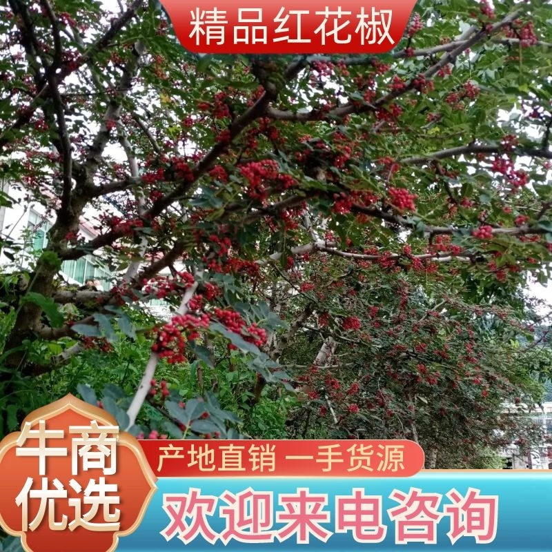 汉源花椒，远近闻名。以前是进皇宫的产品，贡椒由此而来。