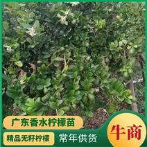 广东香水柠檬苗广东无籽香水柠檬苗技术支持种植回收果