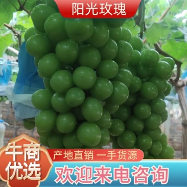 云南阳光玫瑰【一件代发】空运包3斤5斤晴王葡萄、整车直发
