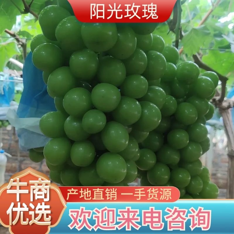 云南阳光玫瑰【一件代发】空运包3斤5斤晴王葡萄、整车直发