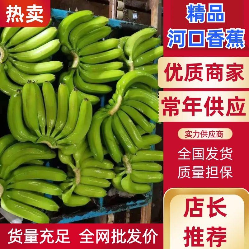 香蕉云南河口香蕉新鲜采摘产地现采现发品质保障欢迎选购