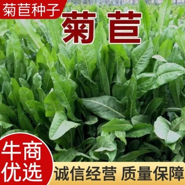 菊苣种籽养殖大叶多年生四季牧草种子羊牛兔鸡鸭鹅猪草种孑鱼