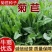 菊苣种籽养殖大叶多年生四季牧草种子羊牛兔鸡鸭鹅猪草种孑鱼