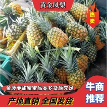 精品凤梨(黄金凤梨，金菠萝)产地直销，口感好欢迎采购