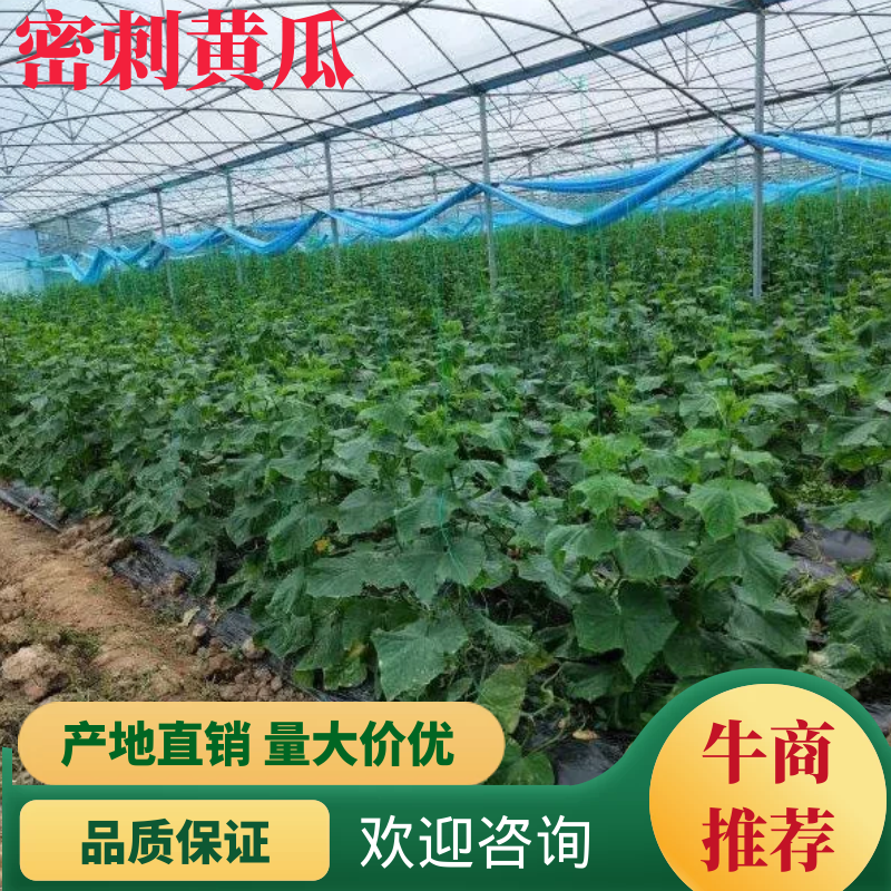 【现摘现发】精心挑选密刺黄瓜新鲜美味欢迎致电咨询