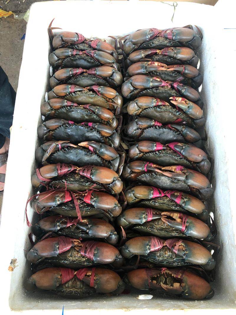 螃蟹130-270G，缅甸蟹孟加拉膏蟹青蟹肉蟹冬蟹批发
