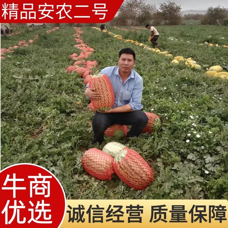 新疆安农二号大量上市新疆西瓜十一年专业西瓜老代办为您服务