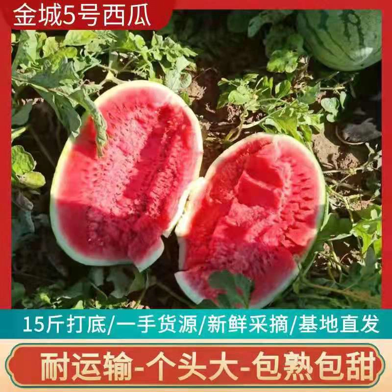 金城五号大量上市，欢迎新老客户前来实地考察！