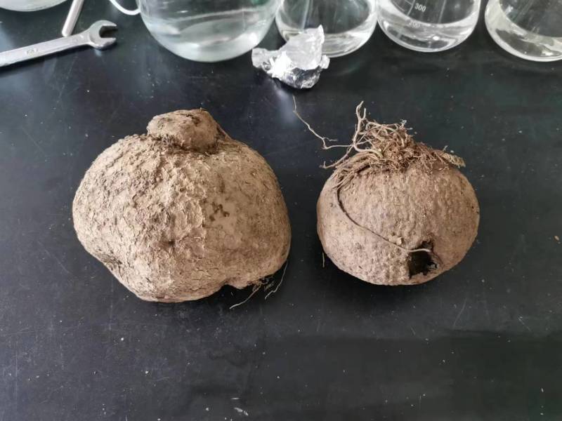 山乌龟（又名地不容、千金藤等）组培苗
