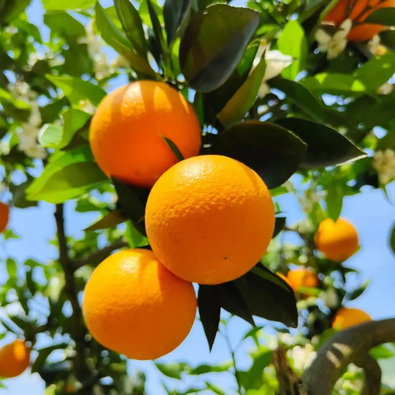 【包邮】夏橙一件代发皮薄多汁供应社区团购电商市场