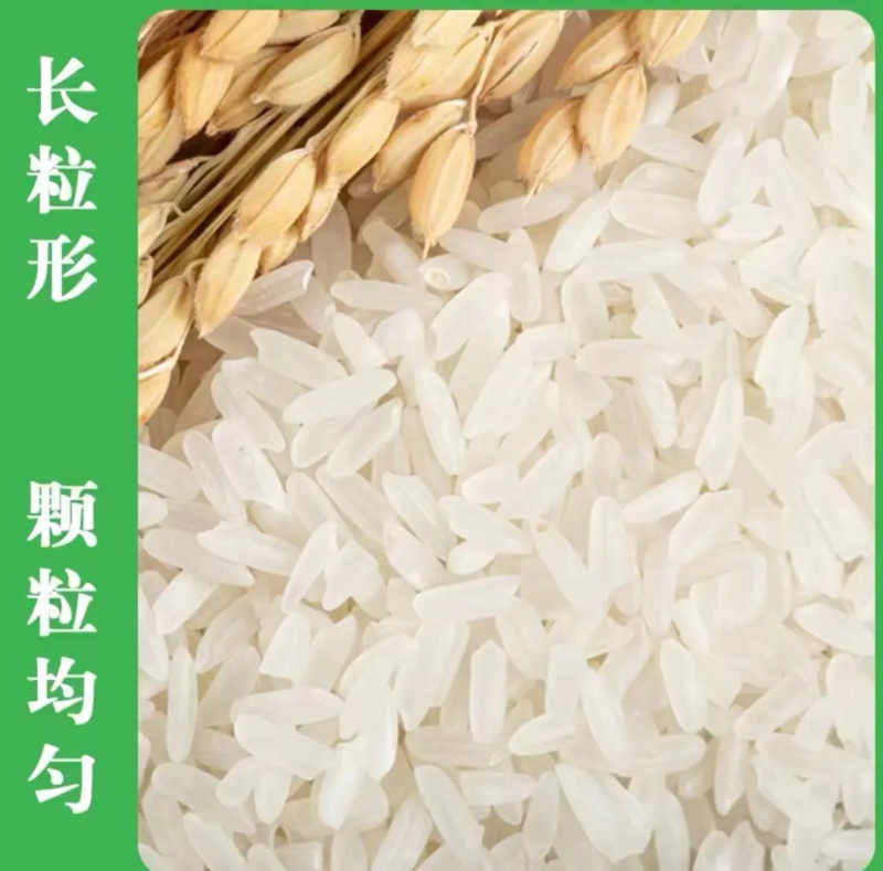 丝苗米，猫牙米，籼米厂家直供全国发货快递样品