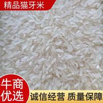 丝苗米，猫牙米，籼米厂家直供全国发货样品