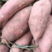 河南开封纯沙地龙九红薯，大量上市，产地直销，商超品质