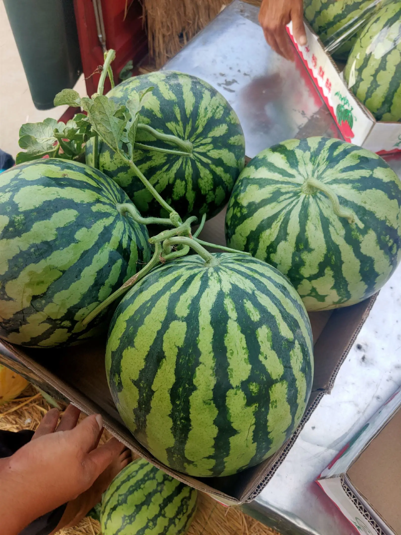 湖北西瓜8424西瓜美都西瓜麒麟西瓜一手货源视频看货