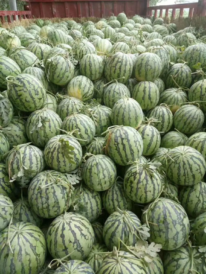 湖北西瓜8424西瓜美都西瓜麒麟西瓜一手货源视频看货