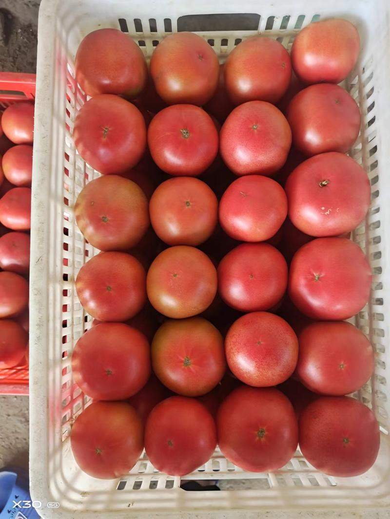 精品西红柿，硬粉西红柿。一手货源视频看货品质保证以质论价