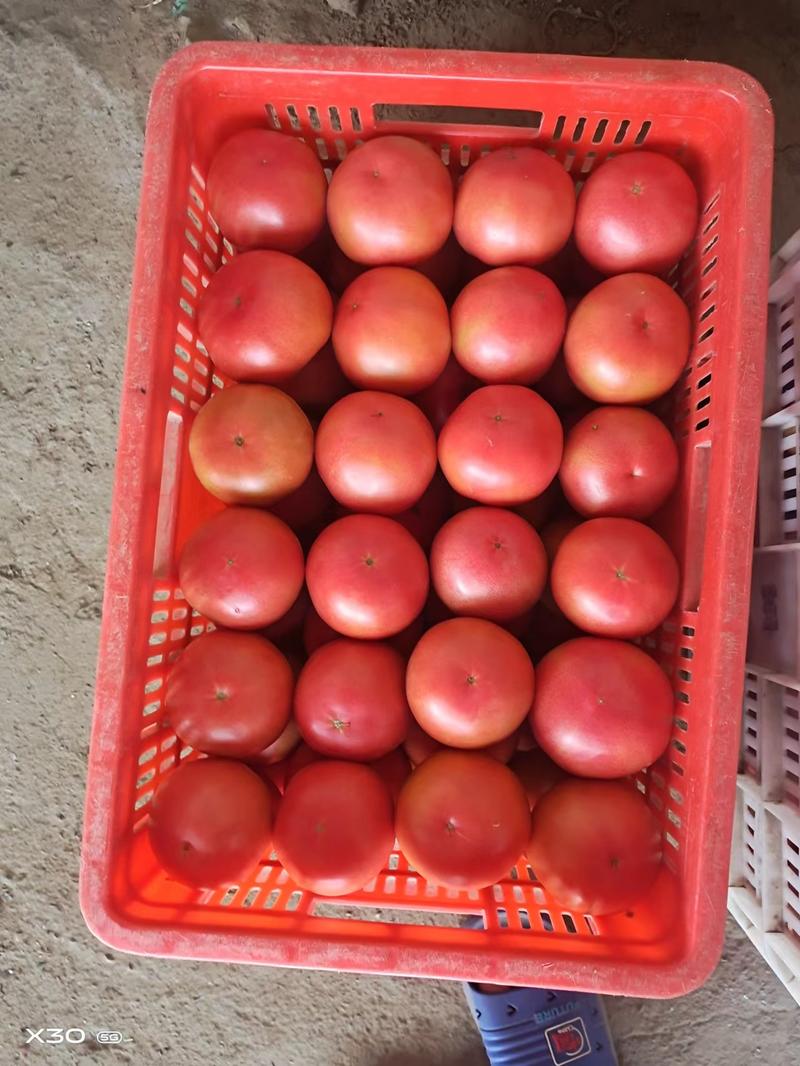 精品西红柿，硬粉西红柿。一手货源视频看货品质保证以质论价