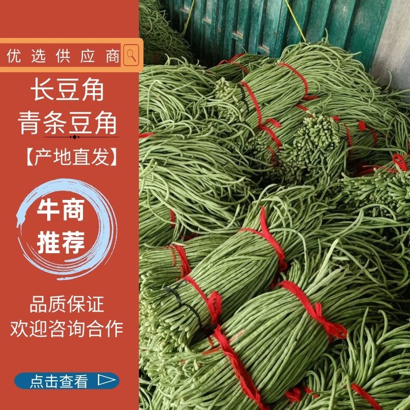 【实力】现摘长豆角基地直发量大从优质量保证可随时看货