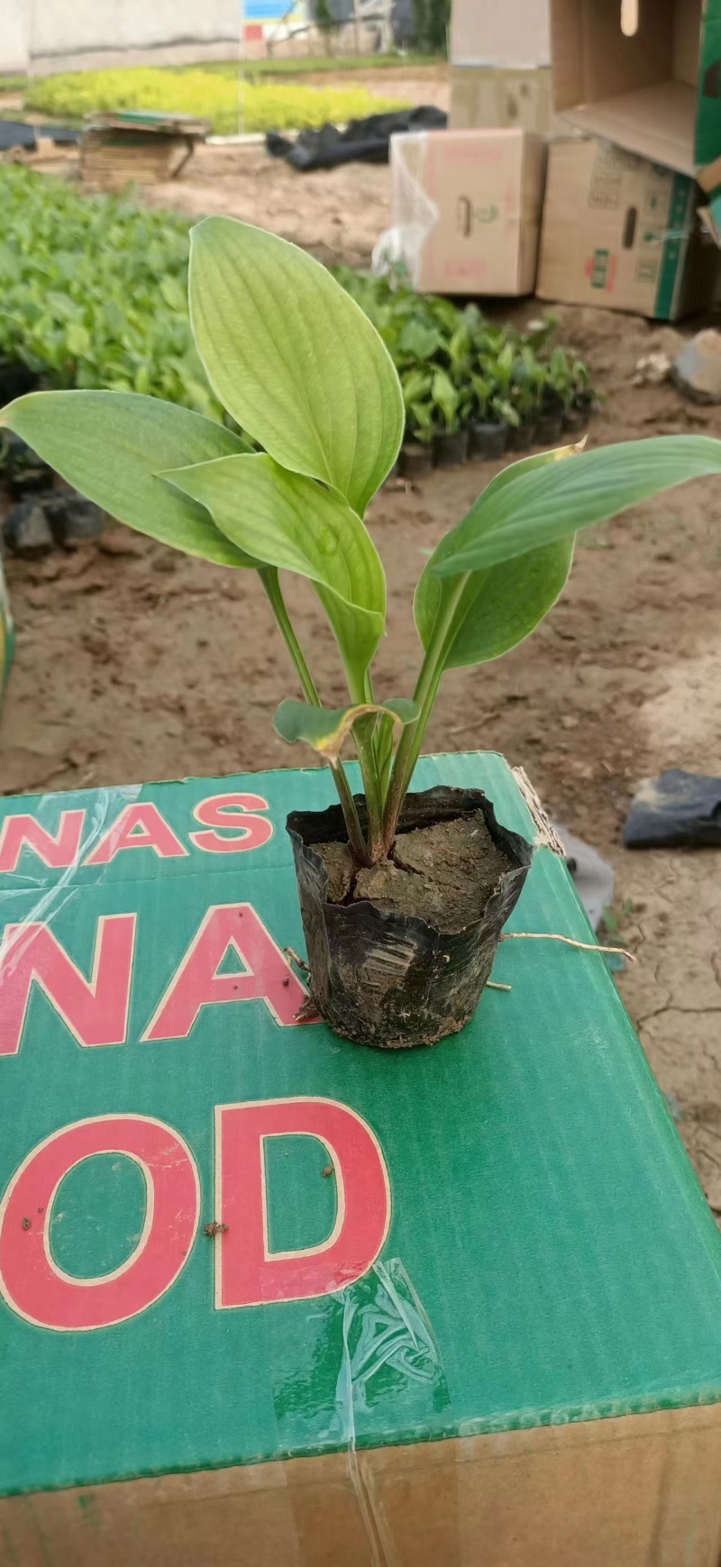 玉簪，苗圃培育，提供技术指导，易管理，全国发货欢迎咨询