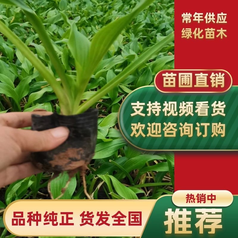 玉簪，苗圃培育，提供技术指导，易管理，全国发货欢迎咨询